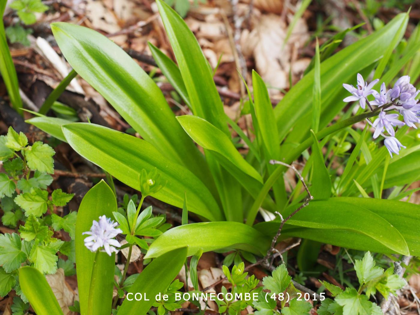 Squill, Pyrennean leaf